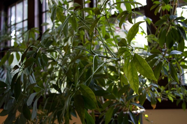 MillerHouse_2008-07-10_IMG_0058